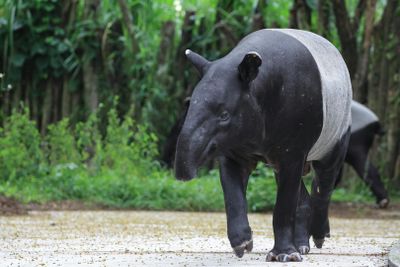 Zoo Negara: Entry Ticket - photo 2