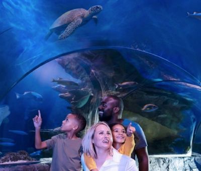 SEA LIFE Orlando: Entry Ticket - photo 2