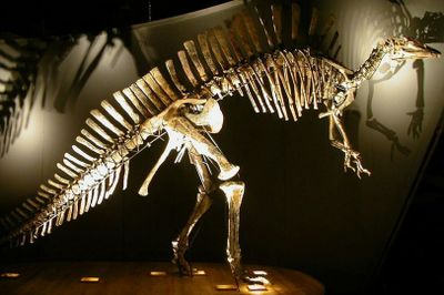 Natural History Museum (Museo di Storia Naturale): Entry ticket