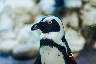 Ripley's Aquarium of the Smokies: Entry Ticket - photo 2