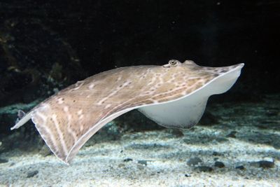 SEA LIFE Great Yarmouth: Entry Ticket - photo 2