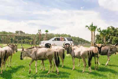 Wild Florida Drive-Thru Safari Park Admission