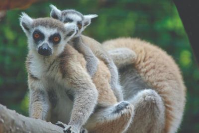 Pombia Safari Park: Entry Ticket - photo 2