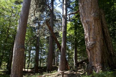 The Giants of Sila: Entry Ticket