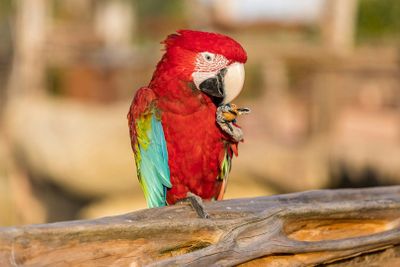 Parrot World: Day Ticket