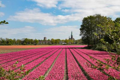 Amsterdam: Roundtrip Transfer to Keukenhof