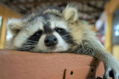 Langkawi Wildlife Park: Entry Ticket