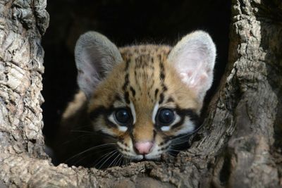 ZOA Parc: Entry Ticket - photo 2