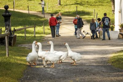 Open-Air Museum Ballenberg: Skip The Line Ticket - photo 2