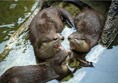 Aquarium of Cattolica: Entry Ticket + Lunch - photo 2