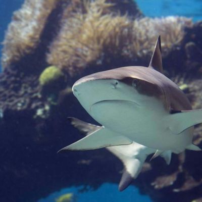 SEA LIFE Manchester: Entry Ticket - photo 2