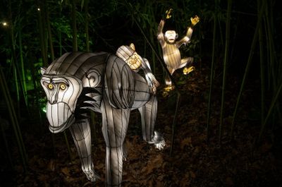 Bronx Zoo: Holiday Lights Tickets - photo 2