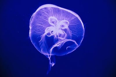 SEA LIFE Bangkok Ocean World: Entry Ticket - photo 2