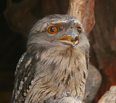 Bonorong Wildlife Sanctuary: Entry Ticket - photo 2