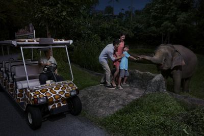 Singapore Night Safari: Entry Ticket + Roundtrip Transport