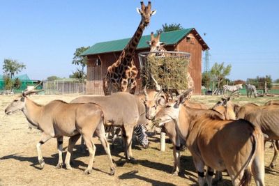 Safari Ravenna Entry Ticket - photo 2