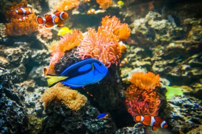 SEA LIFE Weymouth: Entry Ticket - photo 2