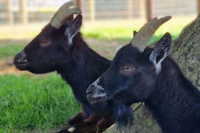 Newbridge Heritage Farm: Entry Ticket - photo 2