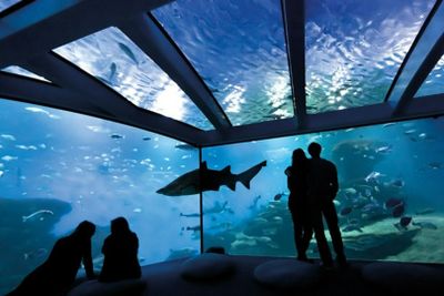 Palma Aquarium: Entry Ticket + Transfer from Calvià Area