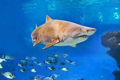 Palma Aquarium: Entry Ticket + Transfer from Calvià Area - photo 2