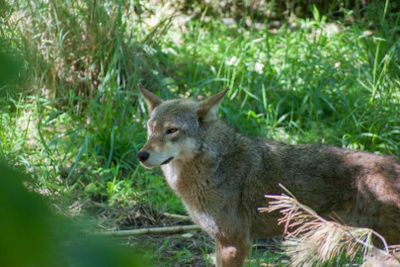 Oglebay Good Zoo: Entry Ticket - photo 2