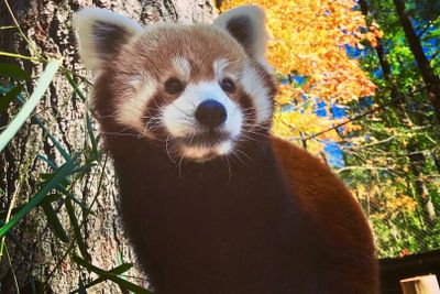 Oglebay Good Zoo: Entry Ticket