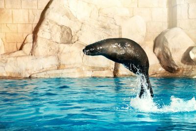 Aquaventure: Entry Ticket + Atlas Village Sea Lion Experience - photo 2