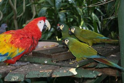 World of Birds Wildlife Sanctuary & Monkey Park: Entry Ticket - photo 2