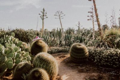 Strathmerton: Cactus Country Entry Ticket - photo 2