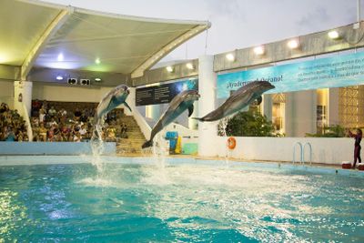 Interactive Aquarium Cancún: Entry Ticket + Dolphin Show