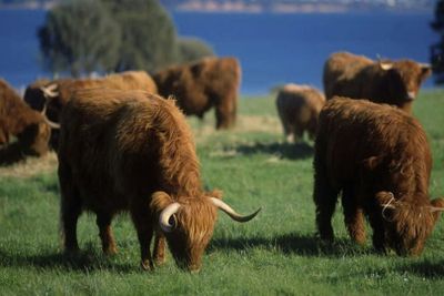 Phillip Island: Churchill Island Entry Ticket