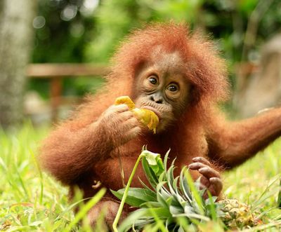Lombok Wildlife Park: Entry Ticket