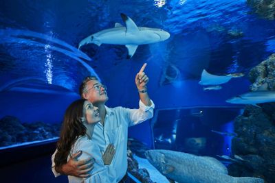 Cairns Aquarium: Night Entry + 2-Course Dinner