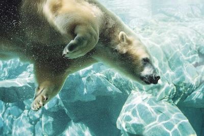 Sea World Gold Coast: 1-Day Entry Ticket + Jet Boat Ride - photo 2