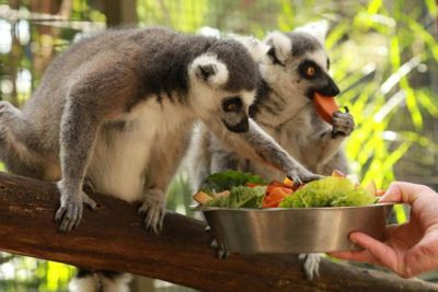 Gorge Wildlife Park: Entry Ticket - photo 2