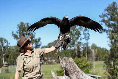 Lone Pine Koala Sanctuary: Entry Ticket - photo 2