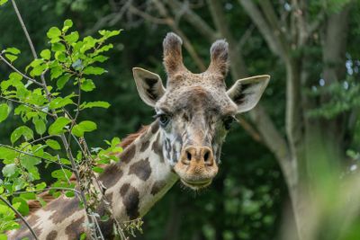 Franklin Park Zoo: Entry Ticket - photo 2