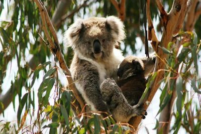 Phillip Island Nature Parks: Koala Conservation Reserve Entry