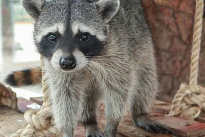 Michin Aquarium Puebla: Entry Ticket - photo 2