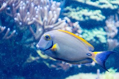 SEA LIFE Сан-Антонио: Входной билет - photo 2