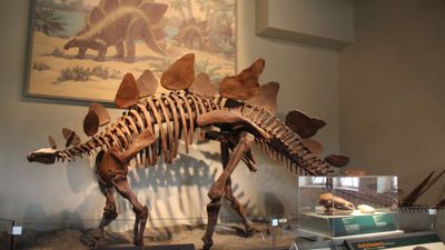 Chicago: Field Museum of Natural History Ticket