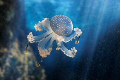 Океанополис: Билет с входом без очереди