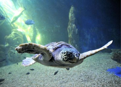 Аквариум Кала-Гононе: Входной билет