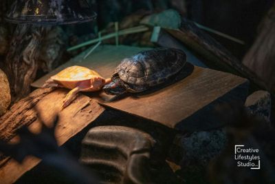 Птичье королевство Ниагарский водопад: Входной билет