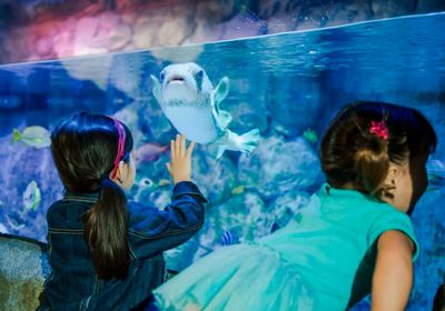 SEA LIFE Aquarium в ресторане American Dream: общий билет - photo 2