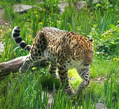 Zoo des Sables-d'Olonne: Entry Ticket