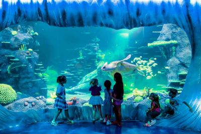 Аквариум SEA LIFE в Сиднее: входной билет