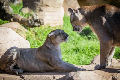 Парк Ранчо Техас Лансароте: Входной билет