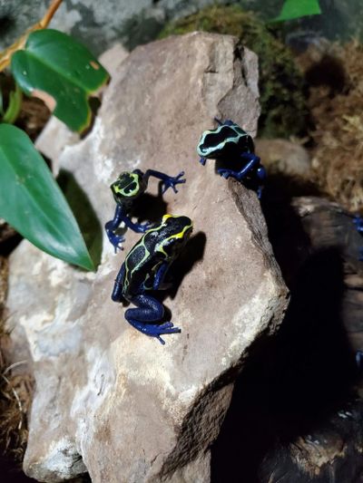 Птичье королевство Ниагарский водопад: Входной билет - photo 2