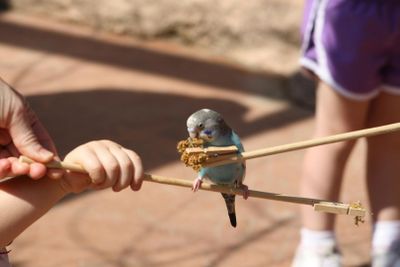 Зоопарк Пеории: Входной билет